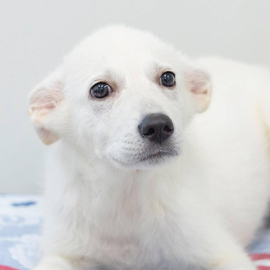 Bubbles, a Adoptable Mixed Breed in Cartersville, GA image 1/3