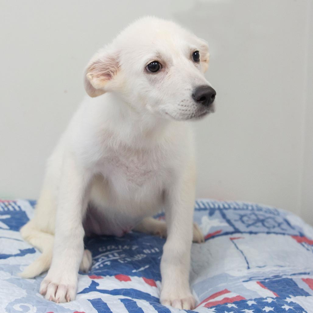 Bubbles, a Adoptable Mixed Breed in Cartersville, GA image 2/3