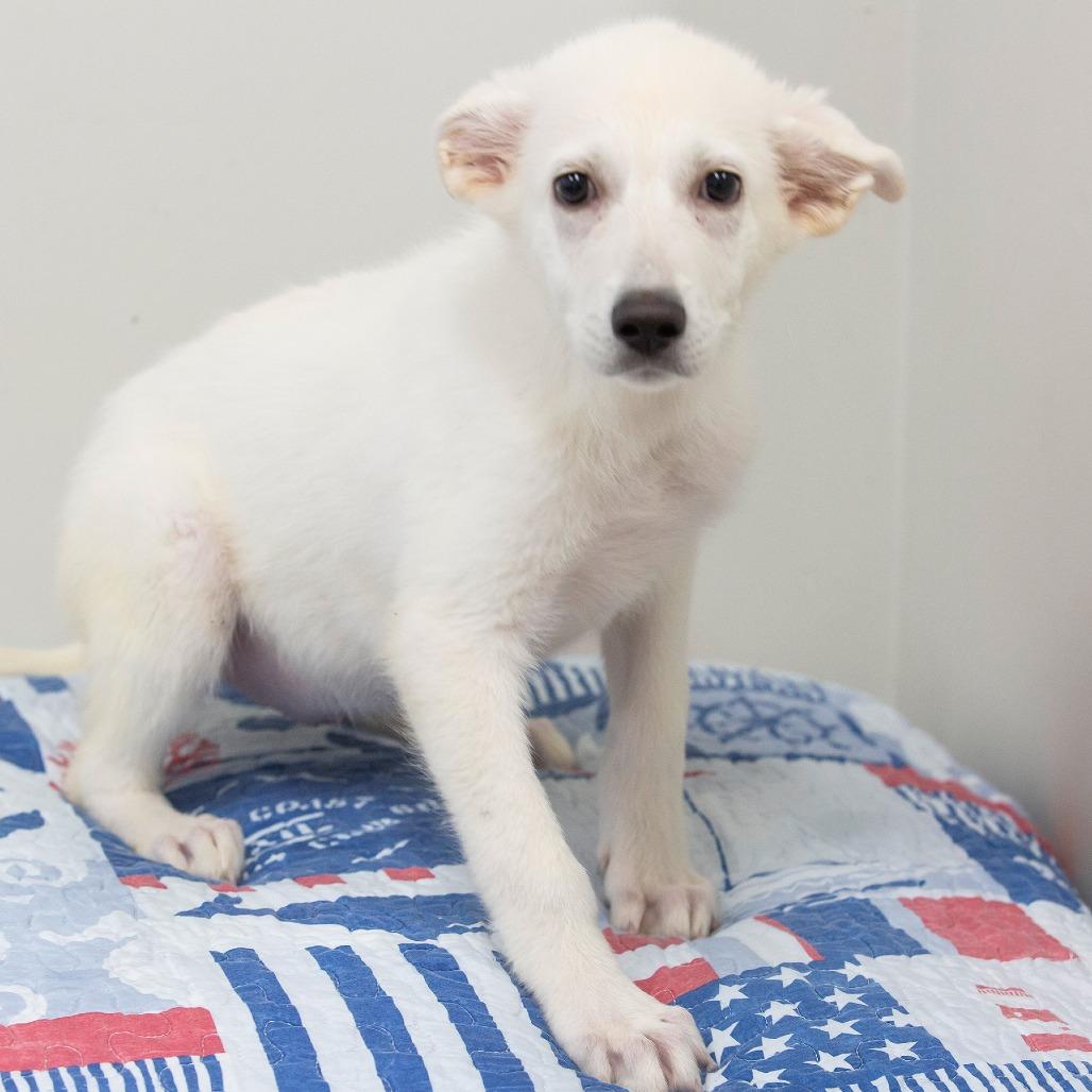 Bubbles, a Adoptable Mixed Breed in Cartersville, GA image 3/3