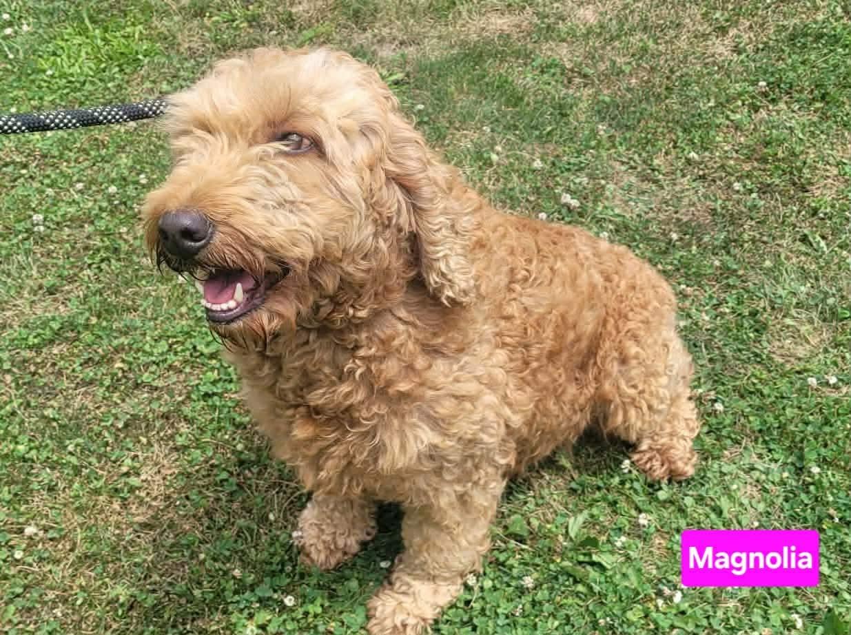 Magnolia, an adoptable Goldendoodle in St. Clairsville, OH image 2/3