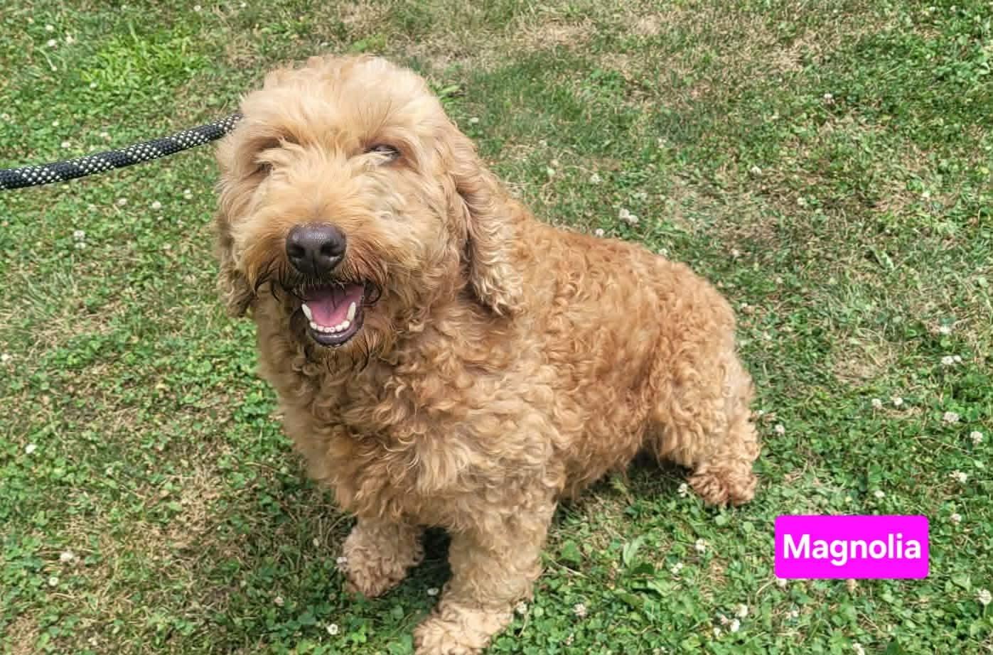Magnolia, adoptable, Adult Female Goldendoodle.