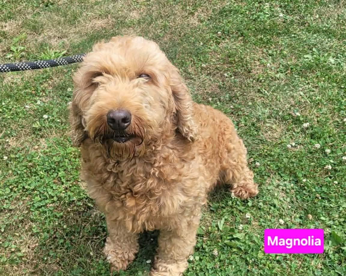 Magnolia, an adoptable Goldendoodle in St. Clairsville, OH image 3/3