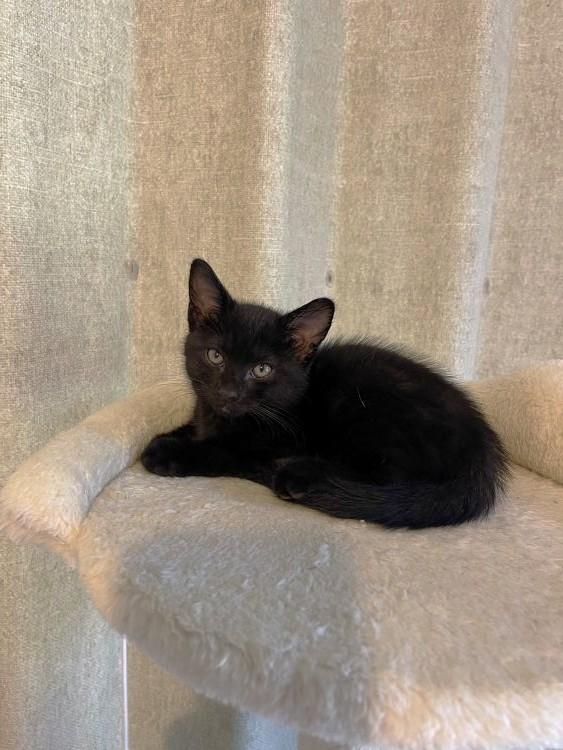 Austin, an adopted mixed breed in Richardson, TX image 1/3