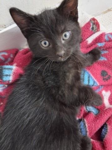 Austin, an adopted mixed breed in Richardson, TX image 2/3