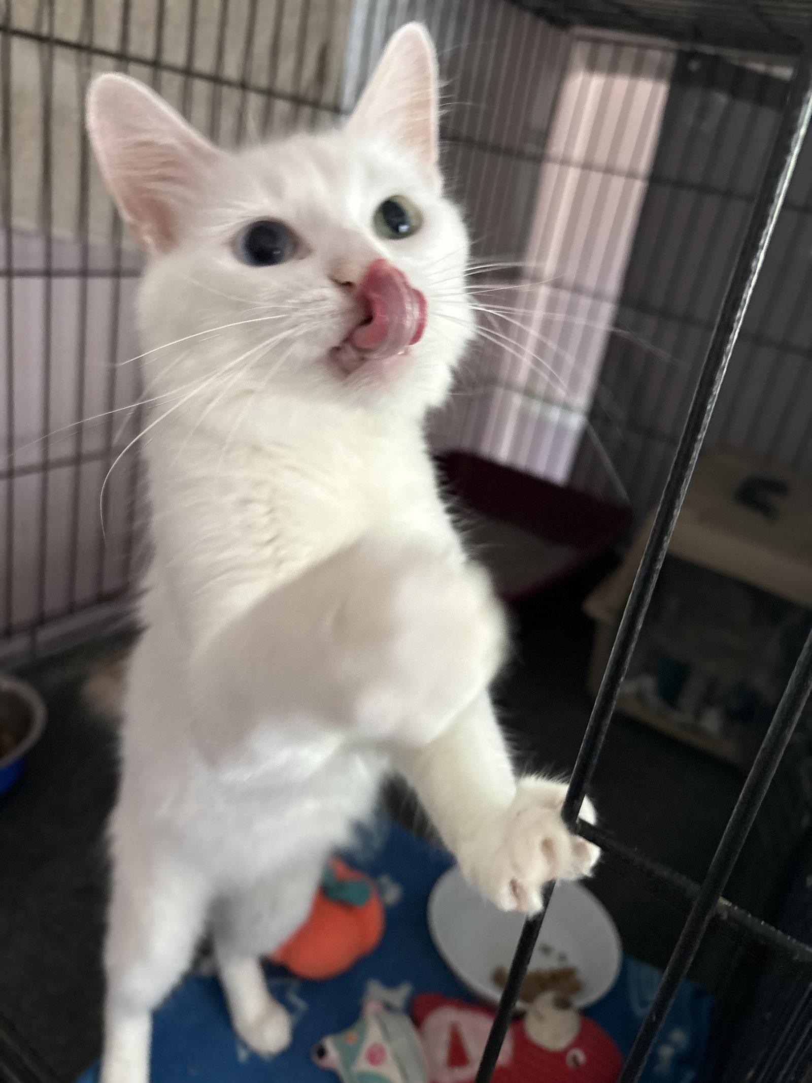 Snowflake, Adopted, Young Female Domestic Short Hair.