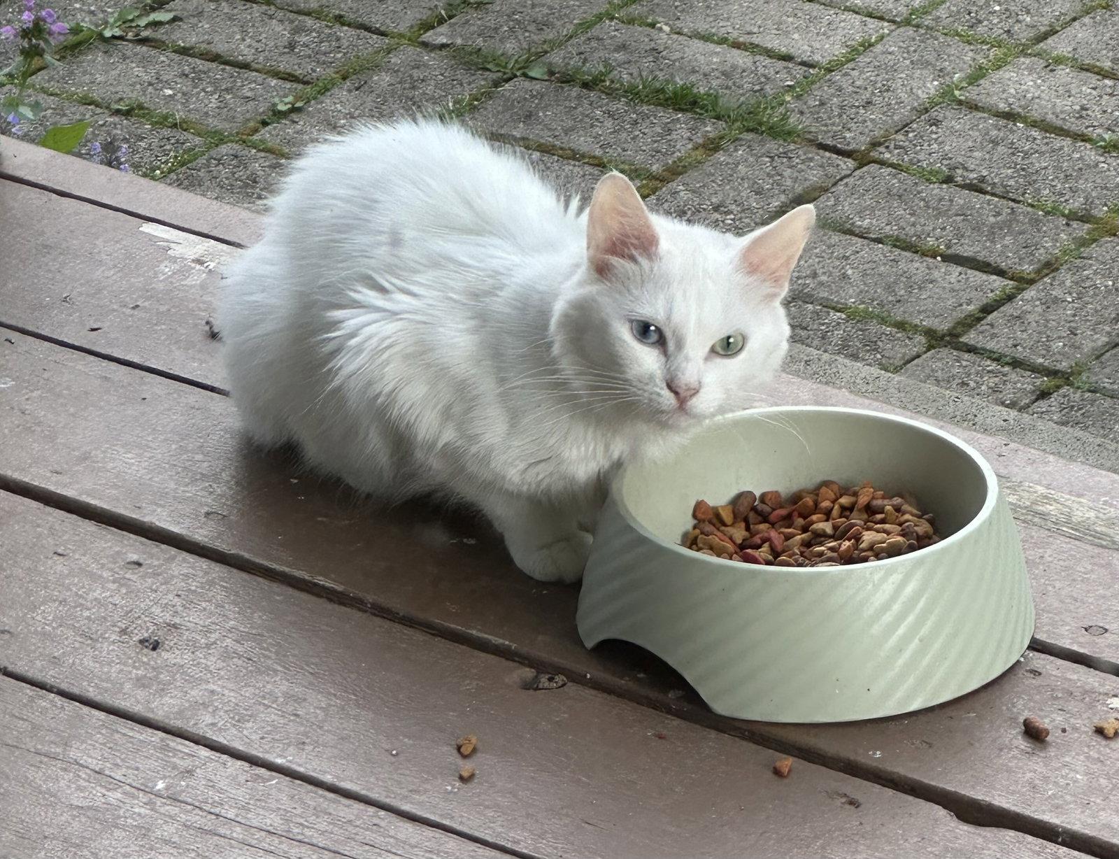 Enlarge Snowflake, a Adopted Domestic Short Hair in Markham, ON image 2/3