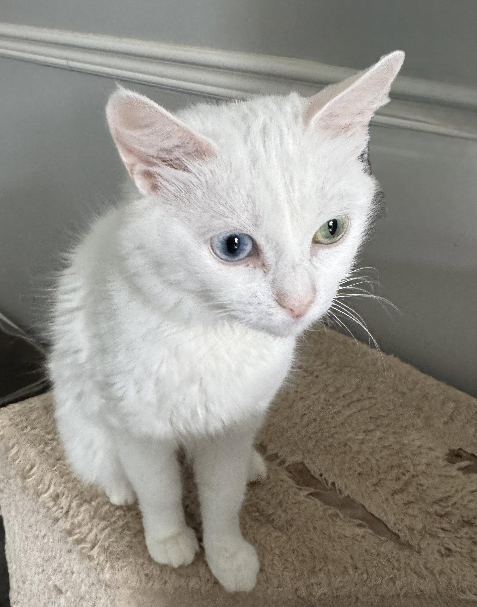 Enlarge Snowflake, a Adopted Domestic Short Hair in Markham, ON image 3/3