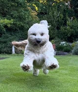 Teddy, Adoptable, Young Male Lhasa Apso & Terrier.