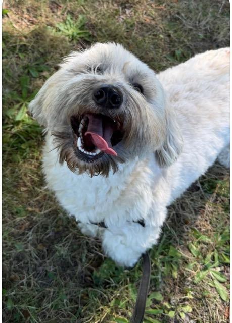 Enlarge Teddy, a Adoptable mixed breed in Salem, OR image 2/6