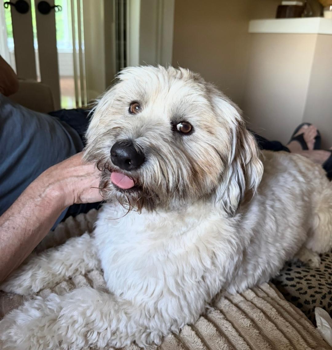 Enlarge Teddy, a Adoptable mixed breed in Salem, OR image 4/6