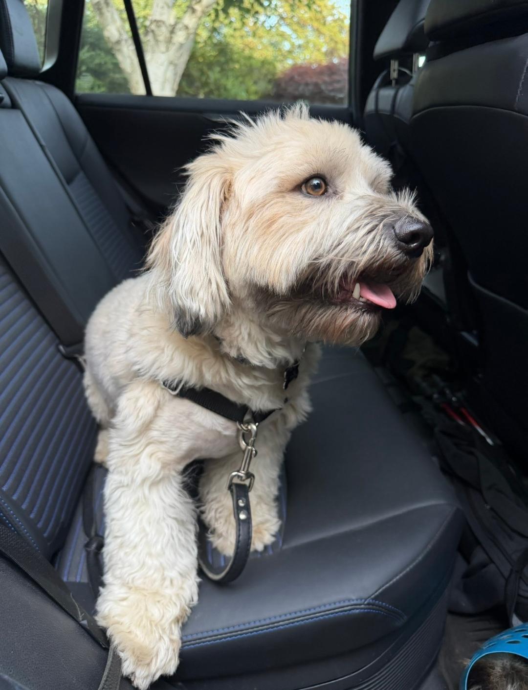 Enlarge Teddy, a Adoptable mixed breed in Salem, OR image 5/6