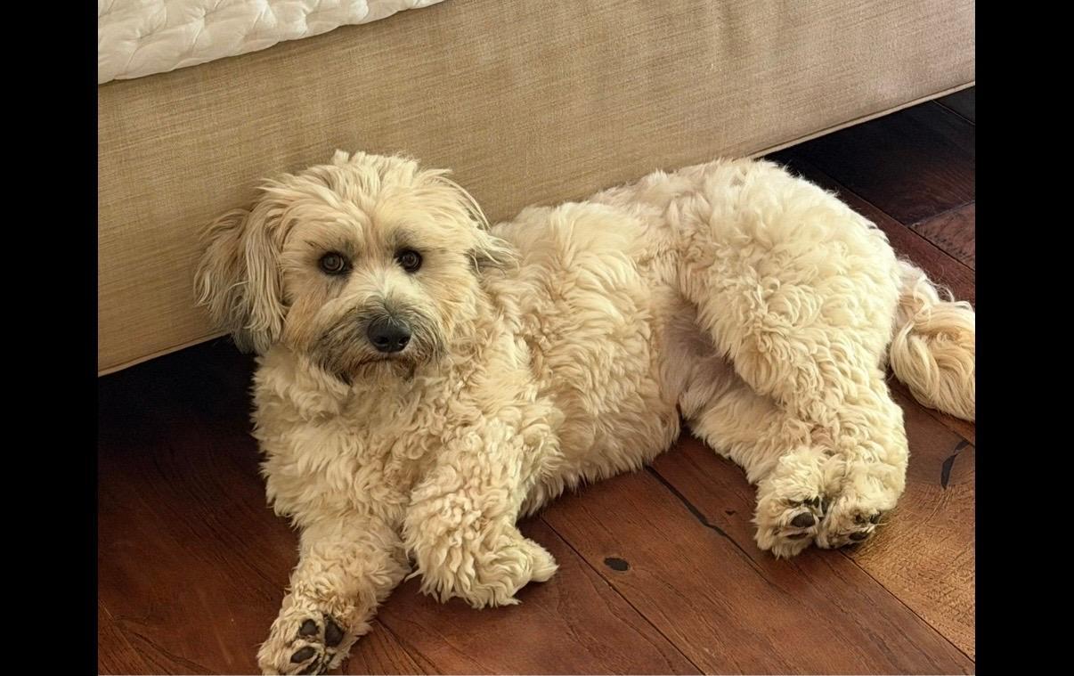 Enlarge Teddy, a Adoptable mixed breed in Salem, OR image 6/6