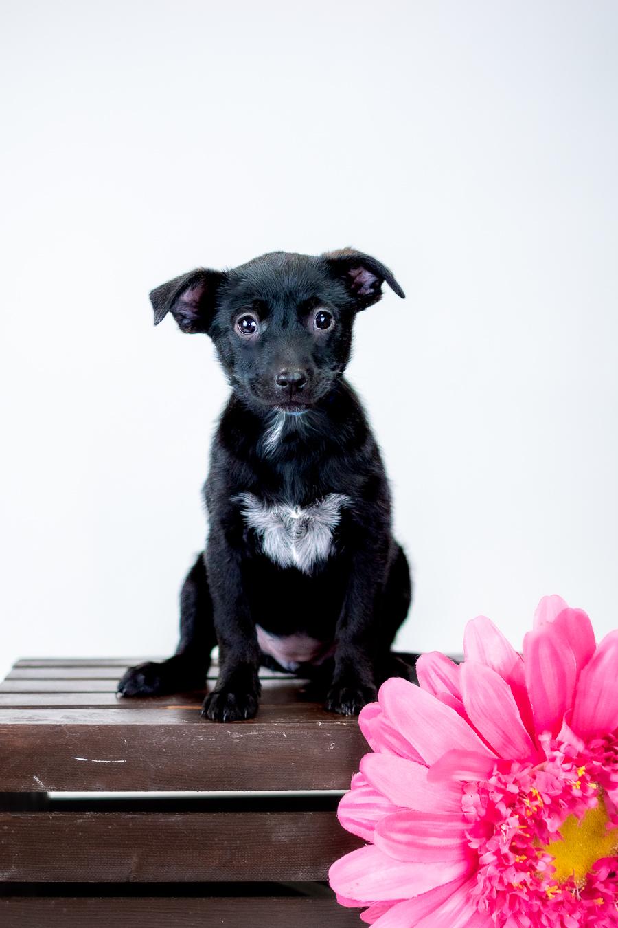 360-26, ADOPTABLE, Puppy Female Australian Cattle Dog / Blue Heeler.