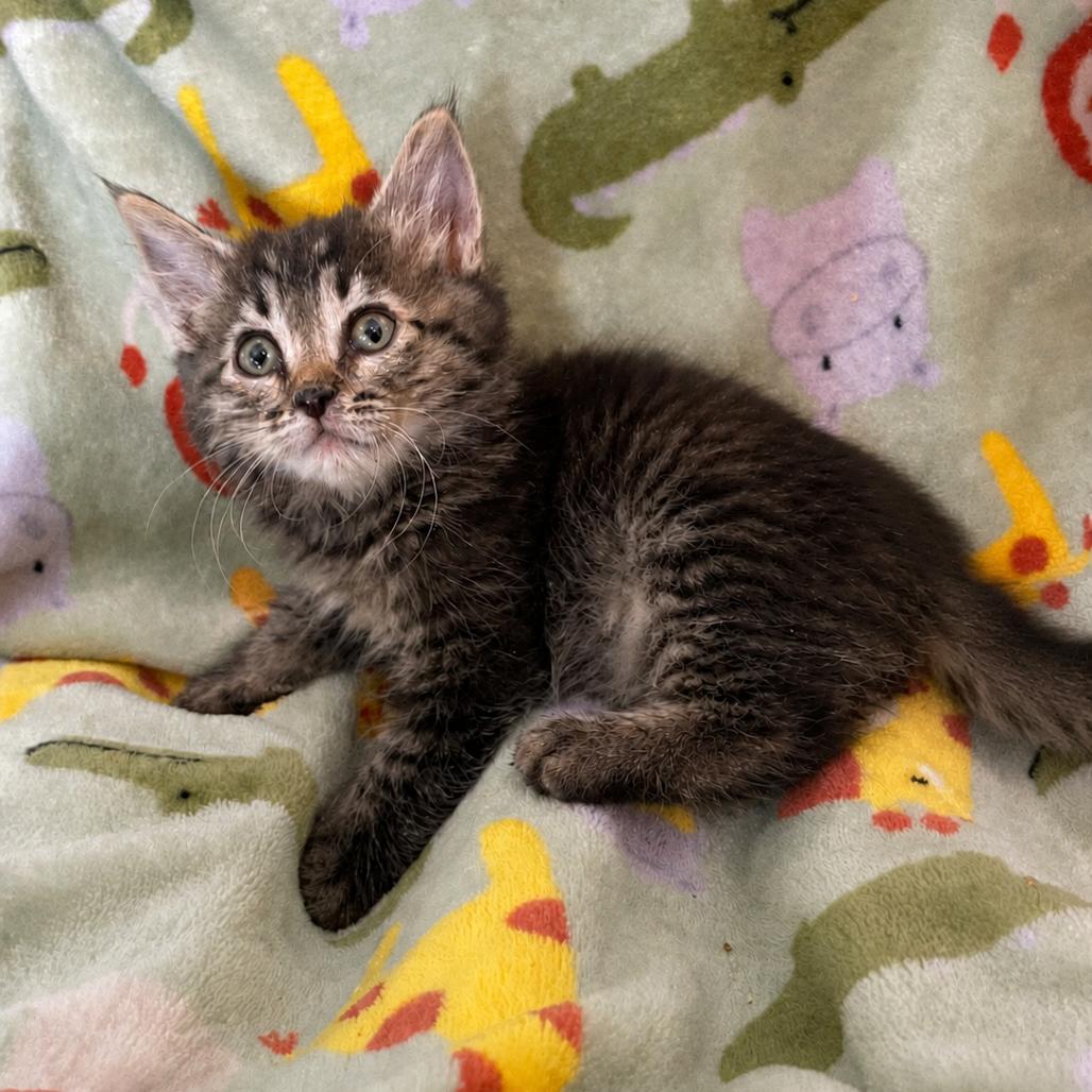 Enlarge Jade, a Adoptable Domestic Medium Hair in Tucson, AZ image 1/1