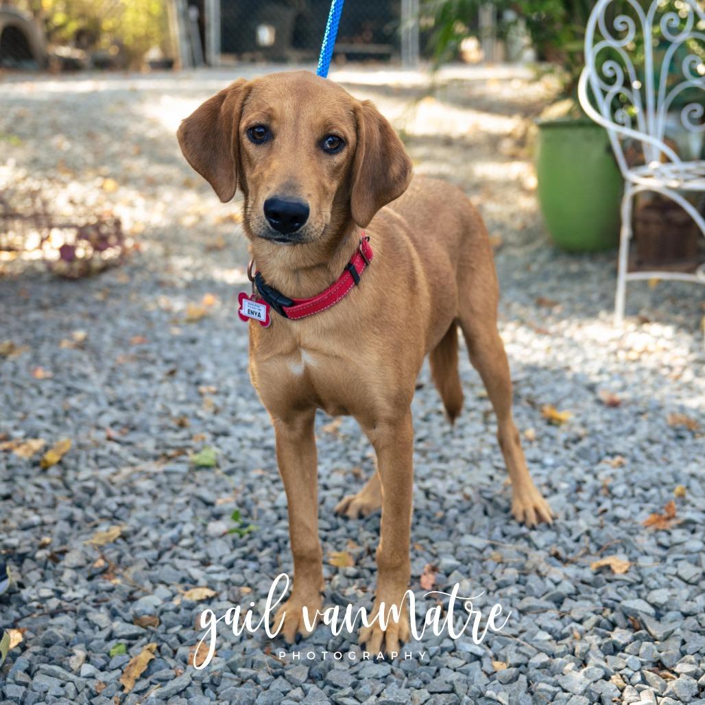 Enya, a Adoptable Hound in Wake Forest, NC image 2/3