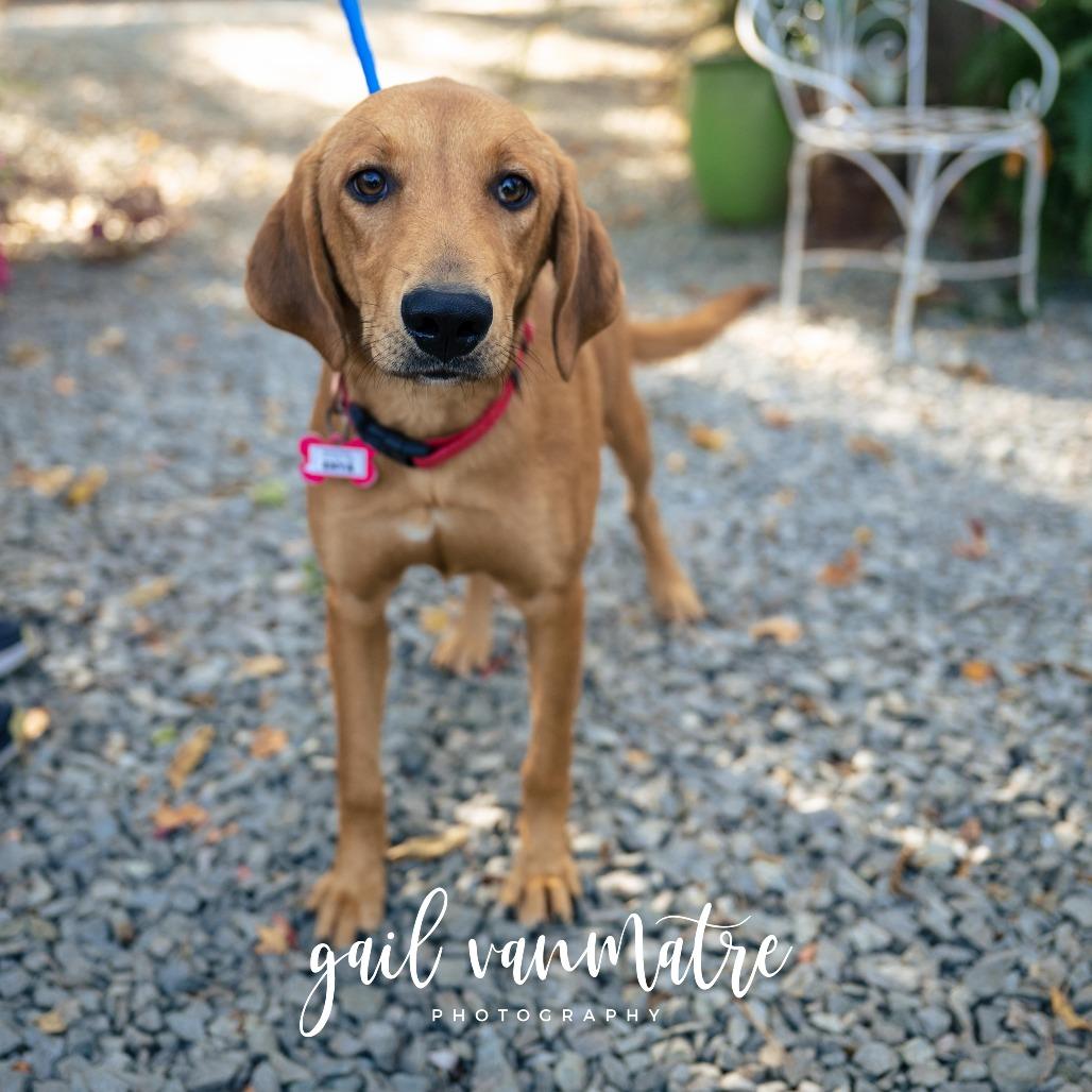 Enya, a Adoptable Hound in Wake Forest, NC image 3/3