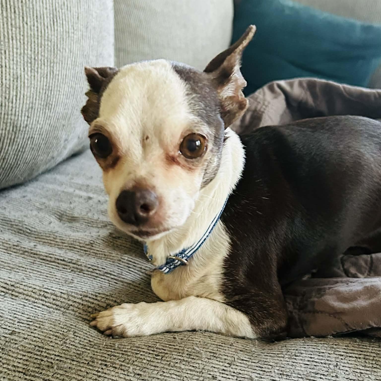 Enlarge Sassy, an adopted Chihuahua in Lexington, KY image 2/2