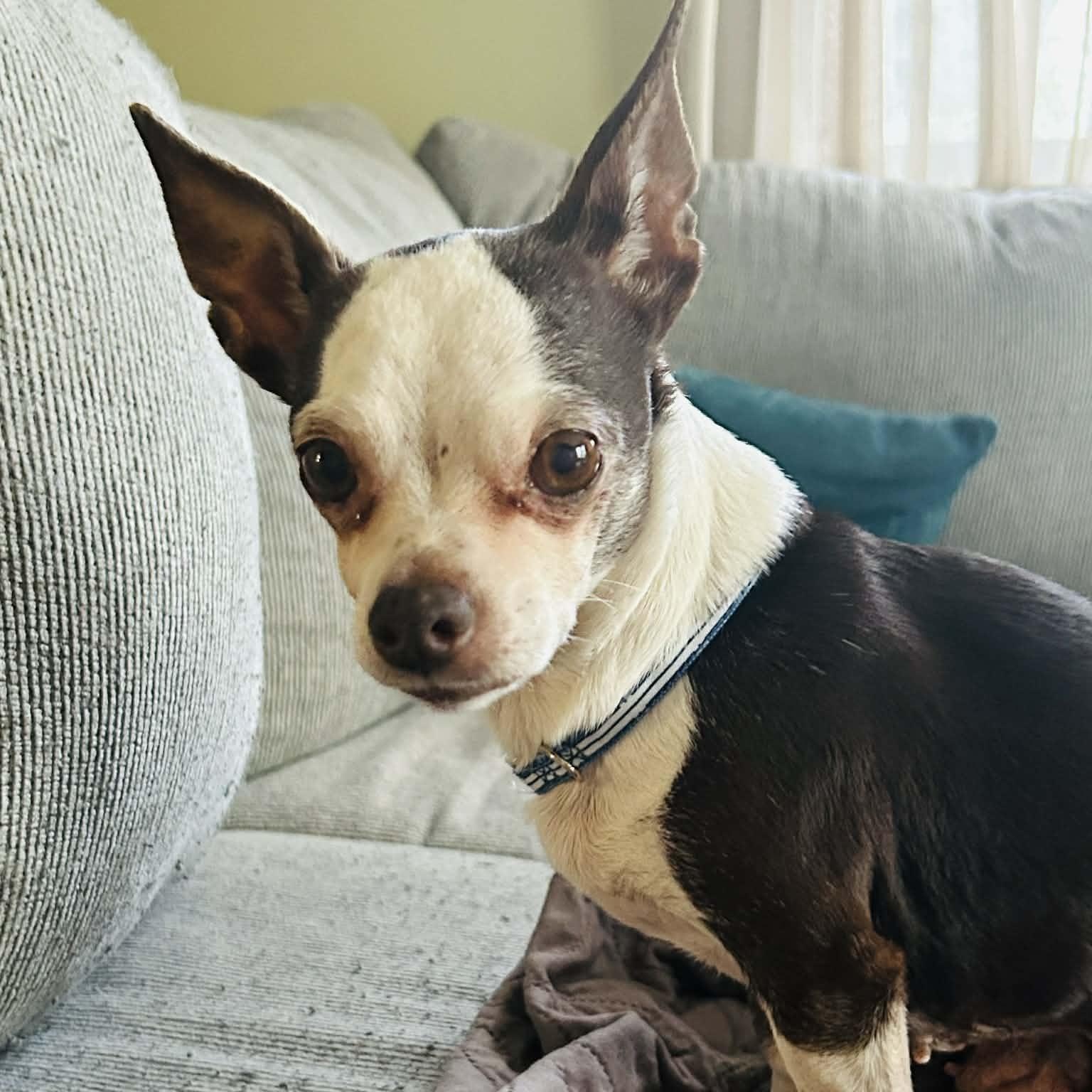 Sassy, adopted, Adult Female Chihuahua.