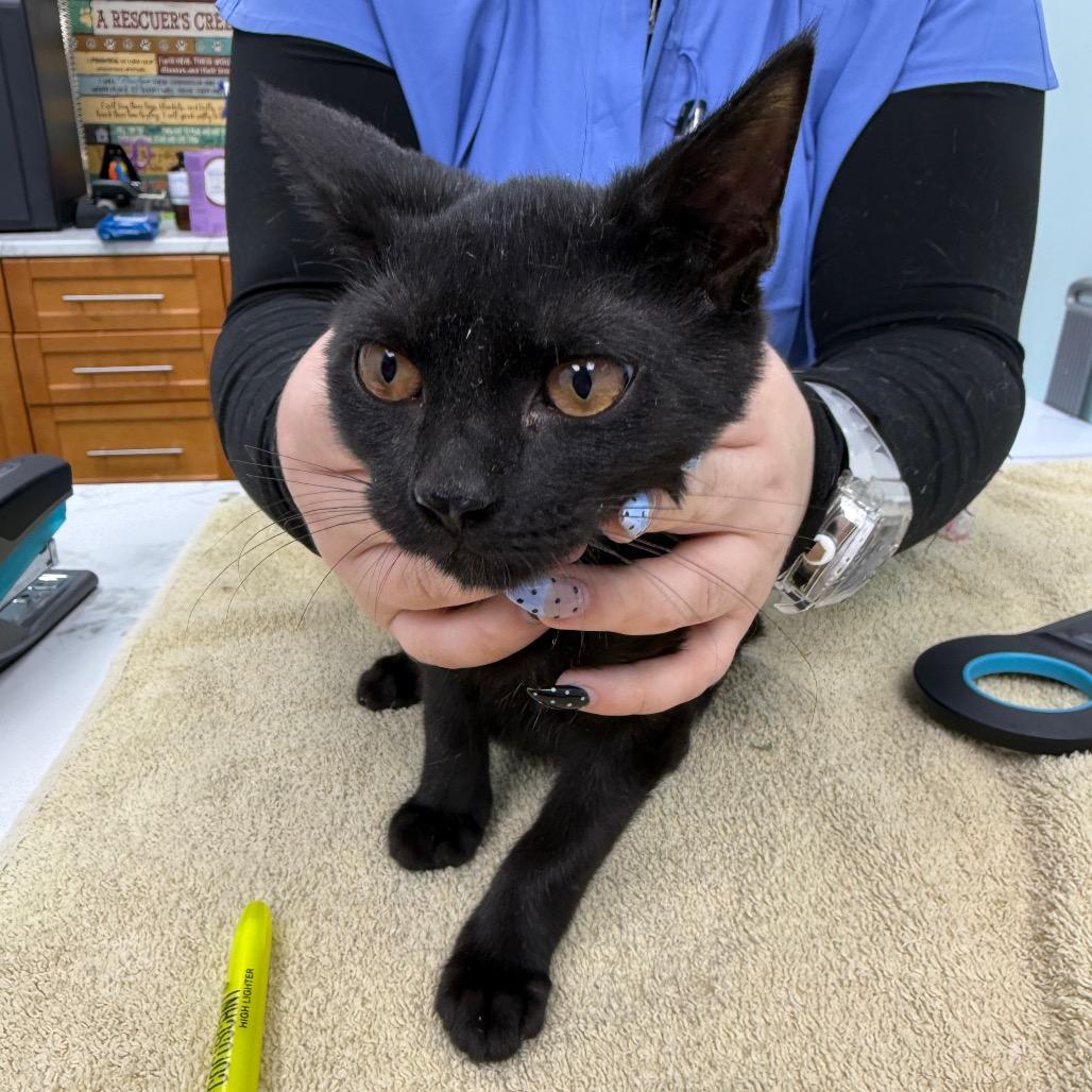 Enlarge Joe, a Adoptable Domestic Short Hair in Lauderhill, FL image 2/2
