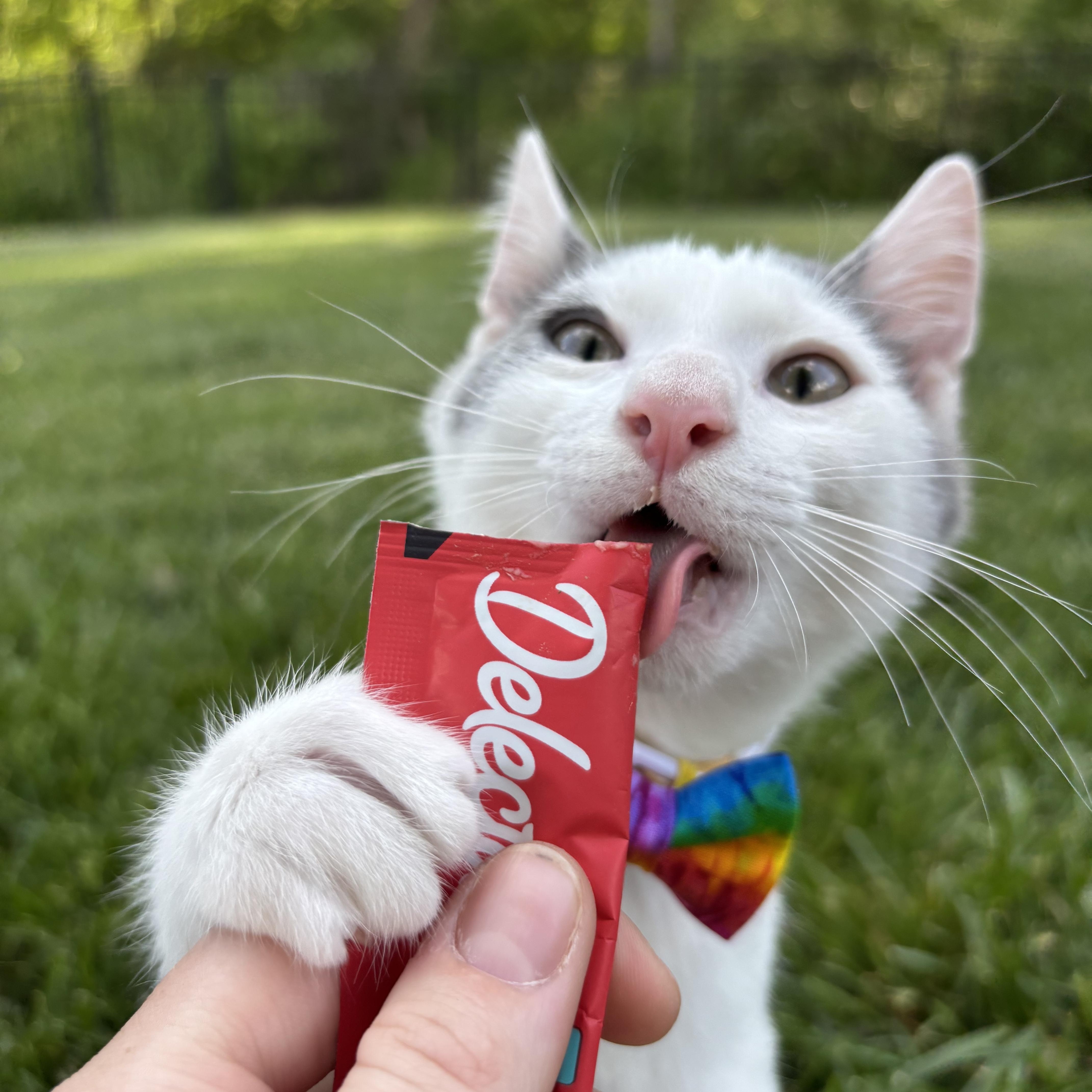 Enlarge Chicken Noodle, an adoptable Domestic Short Hair in Columbus, OH image 3/6