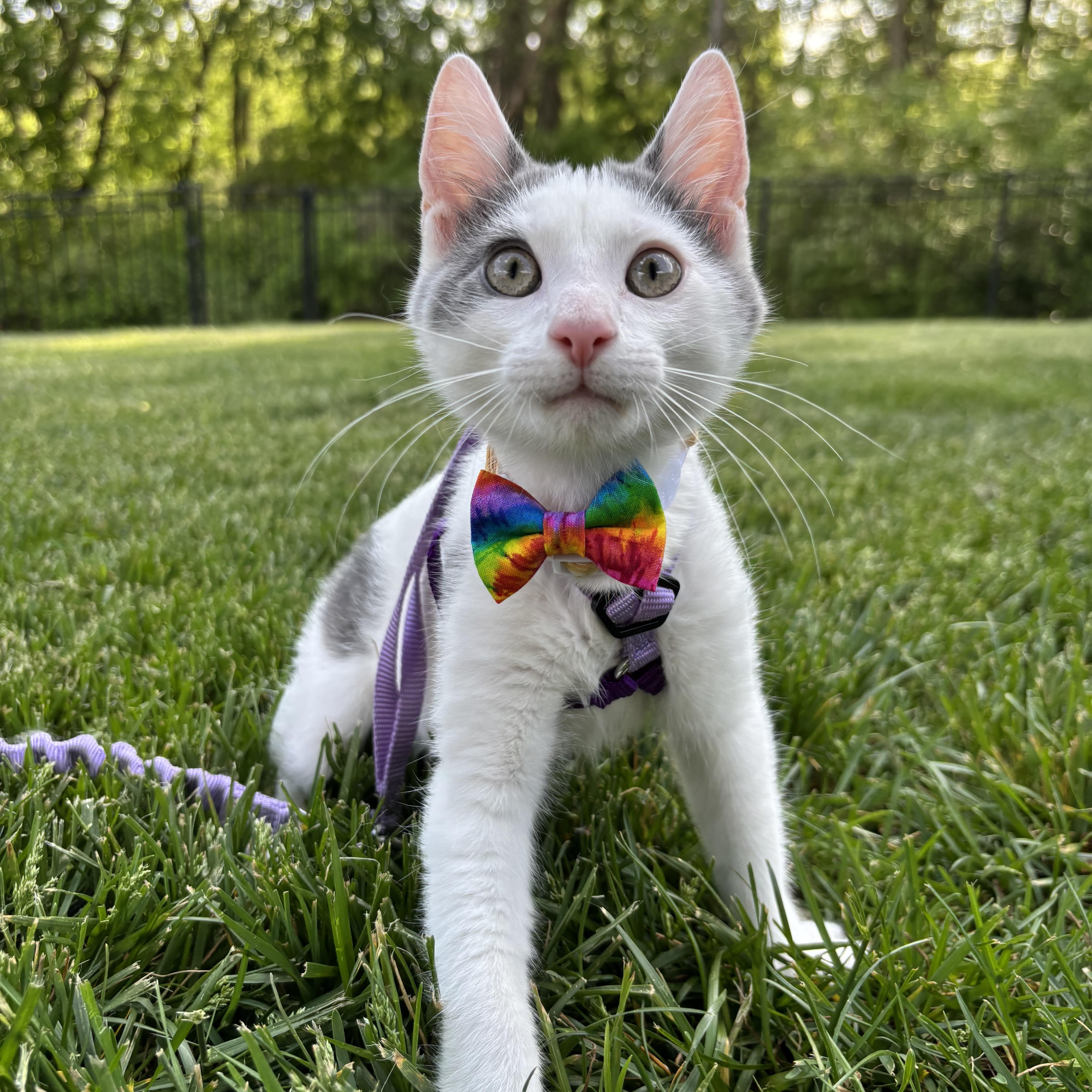 Enlarge Chicken Noodle, an adoptable Domestic Short Hair in Columbus, OH image 1/6