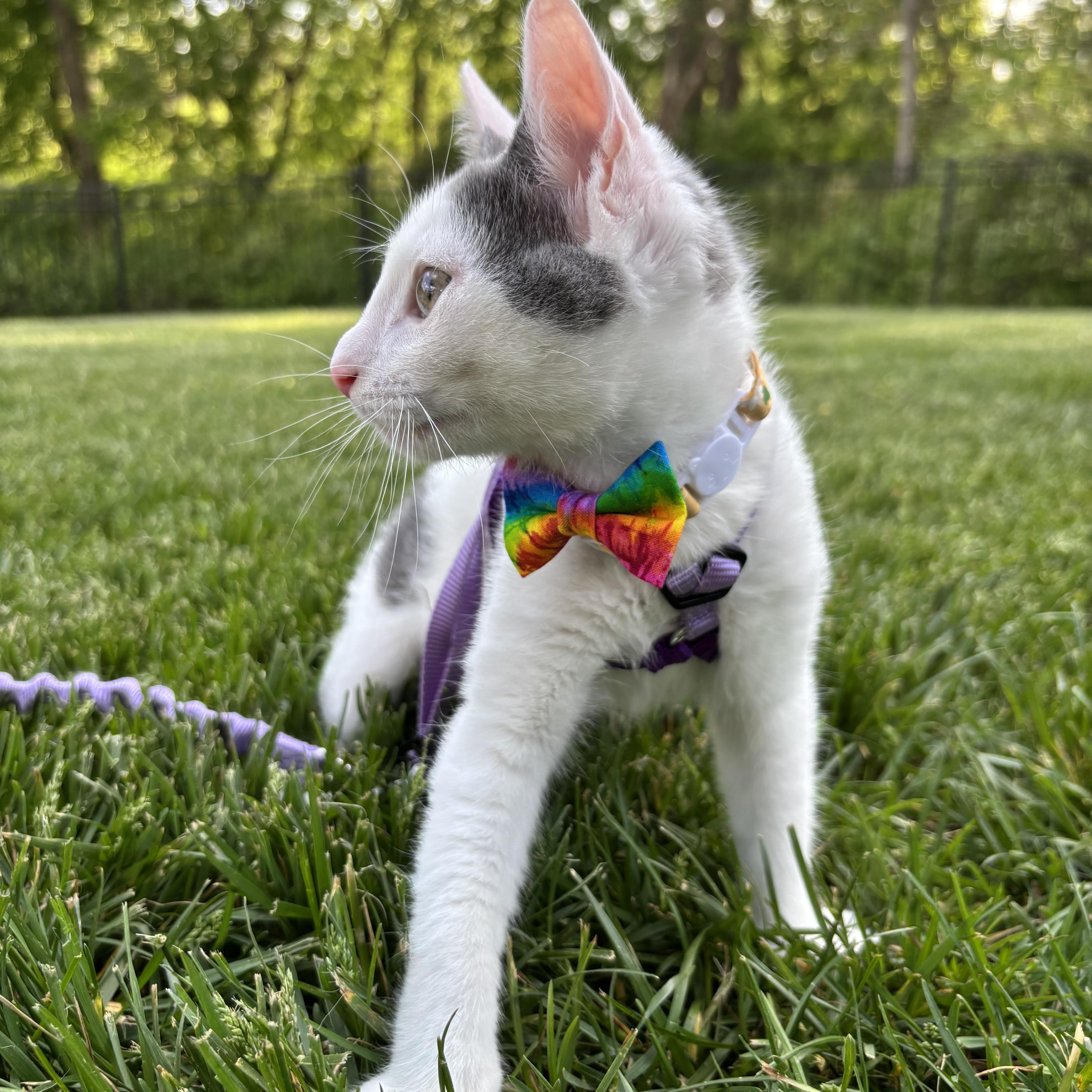 Enlarge Chicken Noodle, an adoptable Domestic Short Hair in Columbus, OH image 4/6