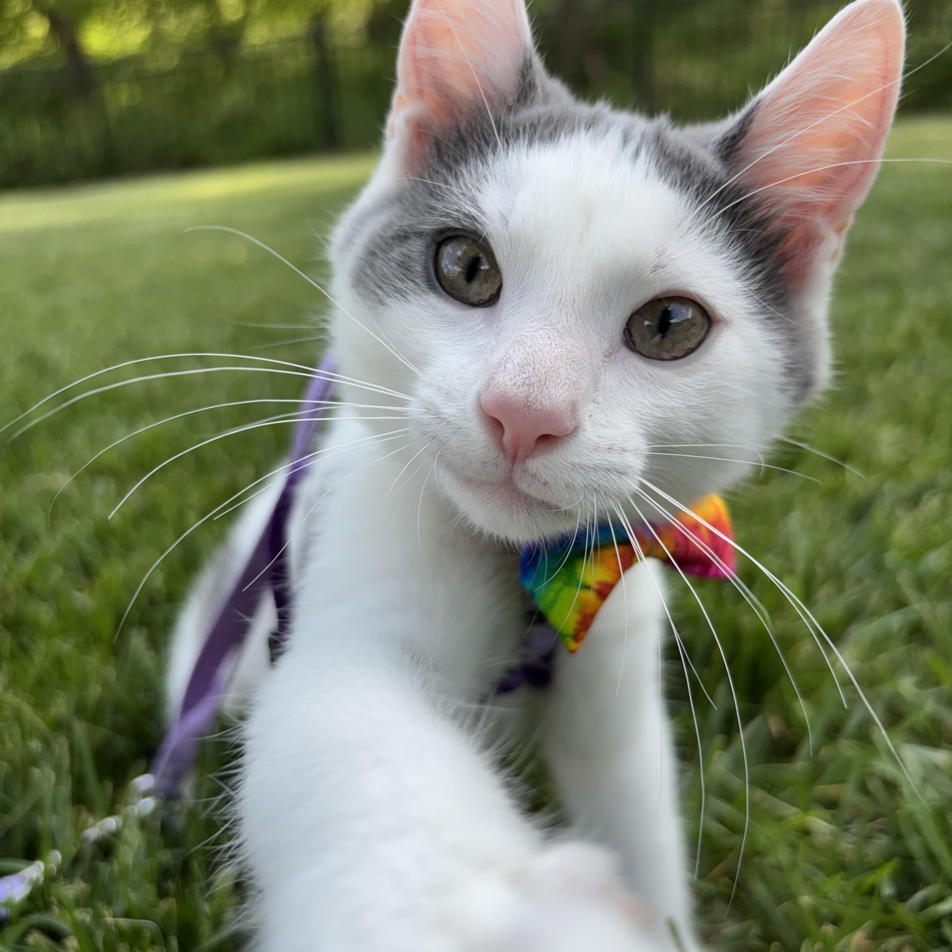 Enlarge Chicken Noodle, an adoptable Domestic Short Hair in Columbus, OH image 2/6