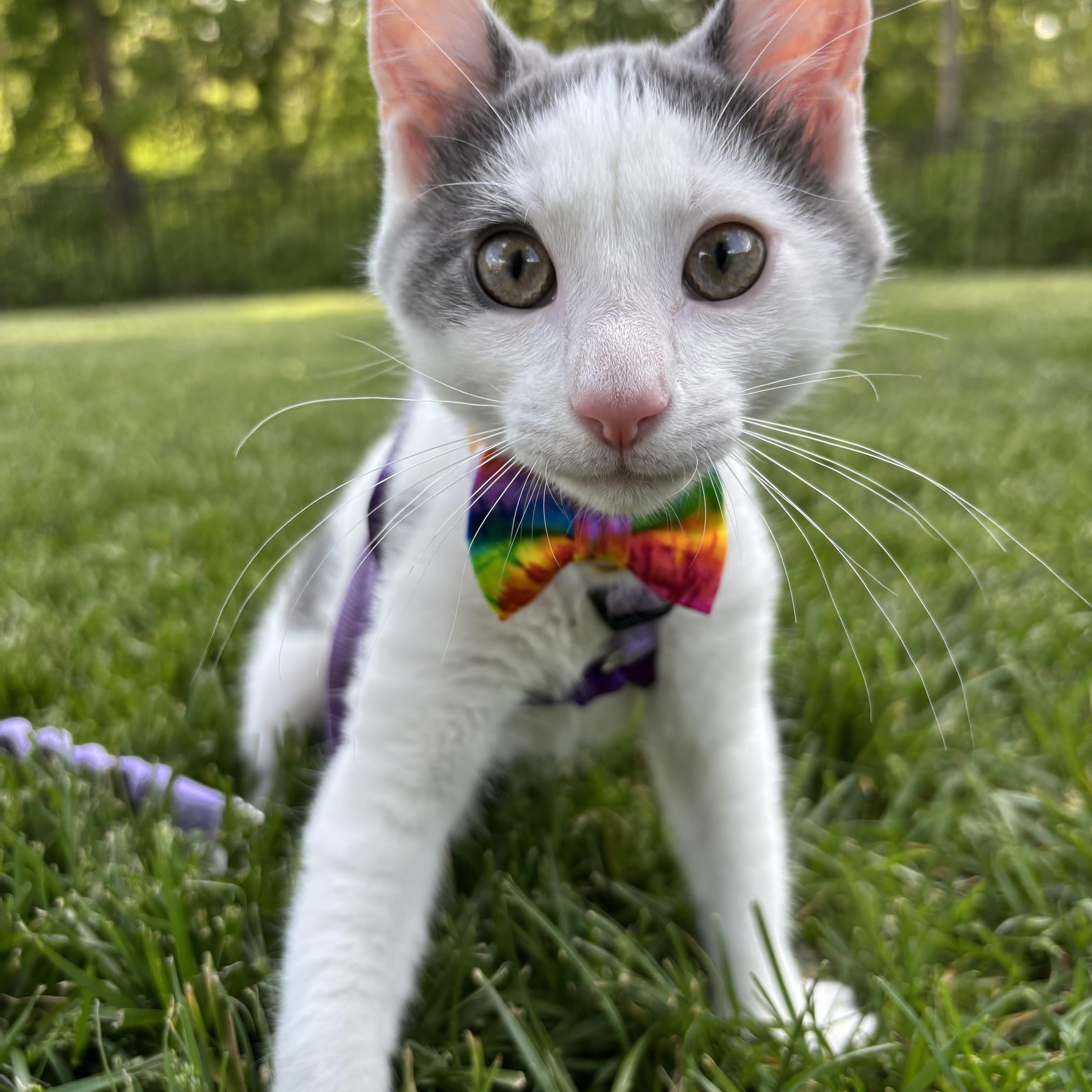 Enlarge Chicken Noodle, an adoptable Domestic Short Hair in Columbus, OH image 5/6