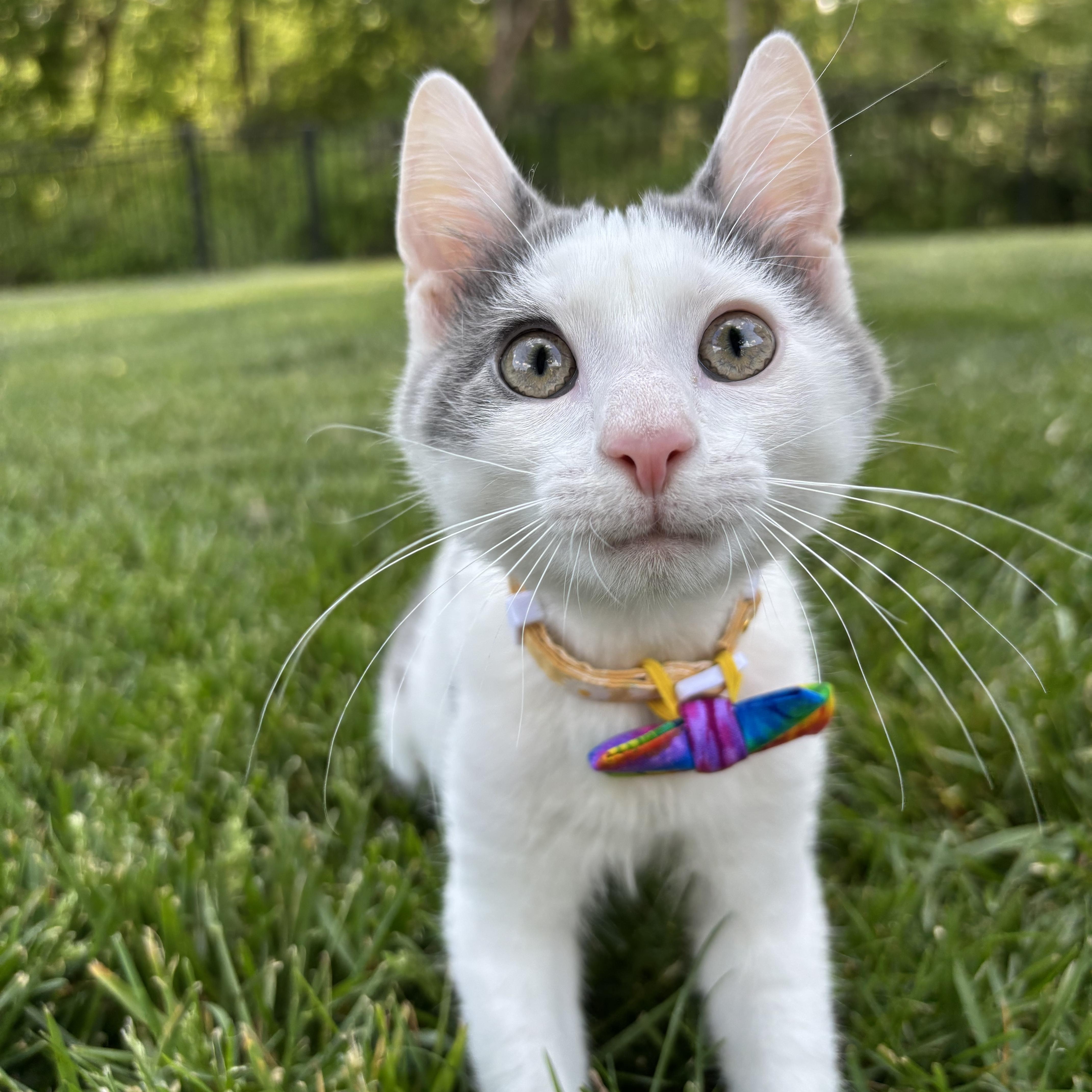 Enlarge Chicken Noodle, an adoptable Domestic Short Hair in Columbus, OH image 6/6