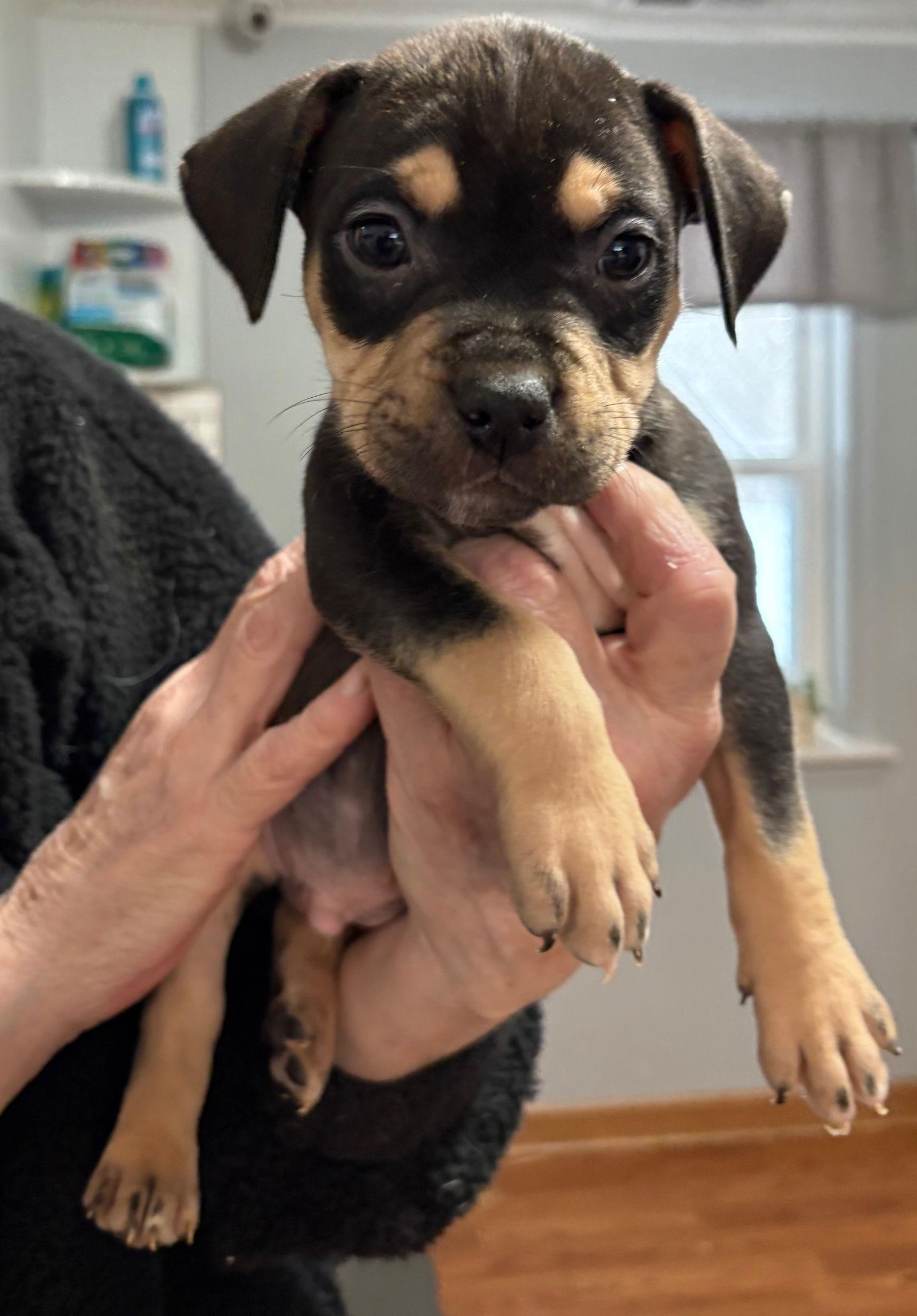 Walt, Adoptable, Puppy Male Pit Bull Terrier.