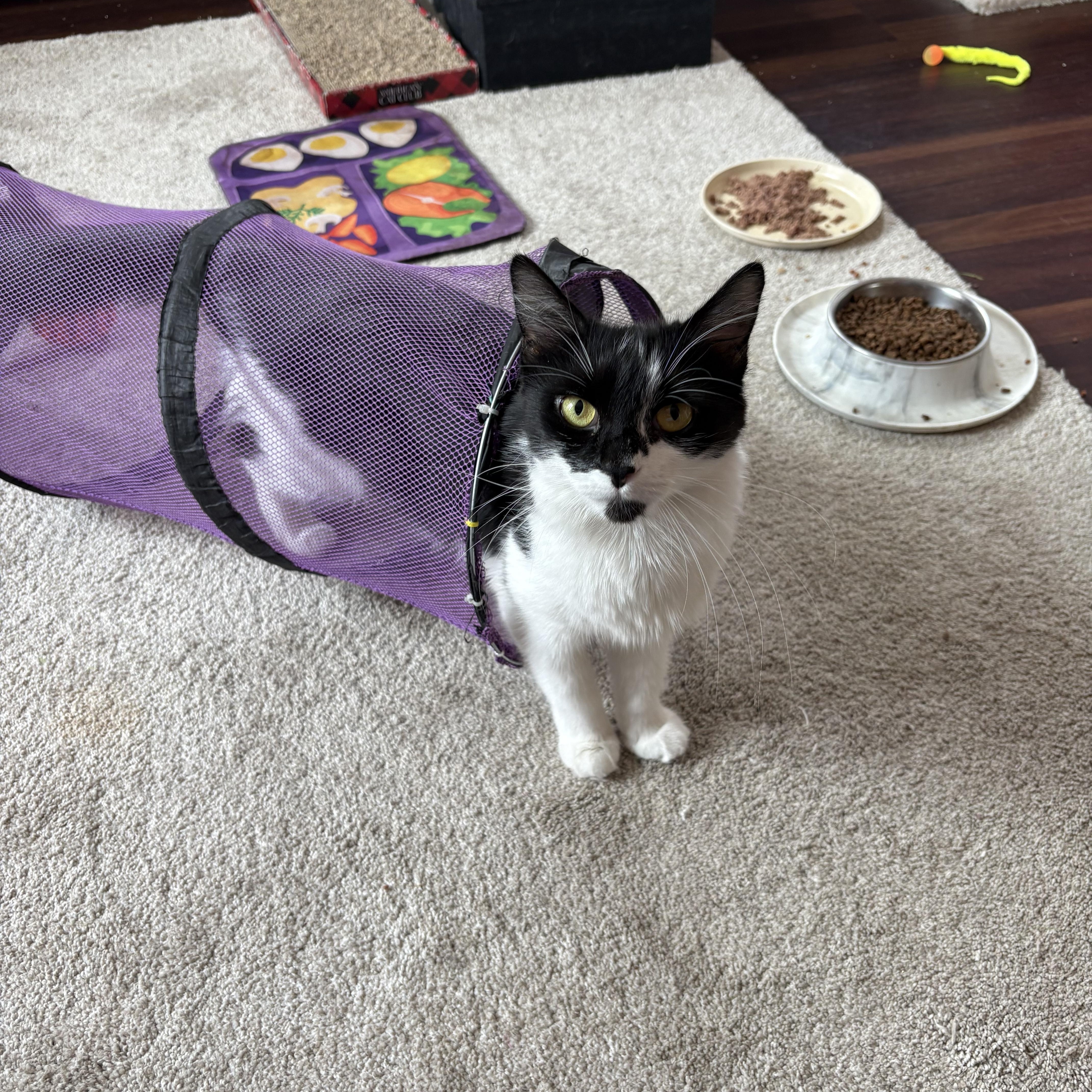 Catherine, ADOPTABLE, Adult Female Domestic Medium Hair.