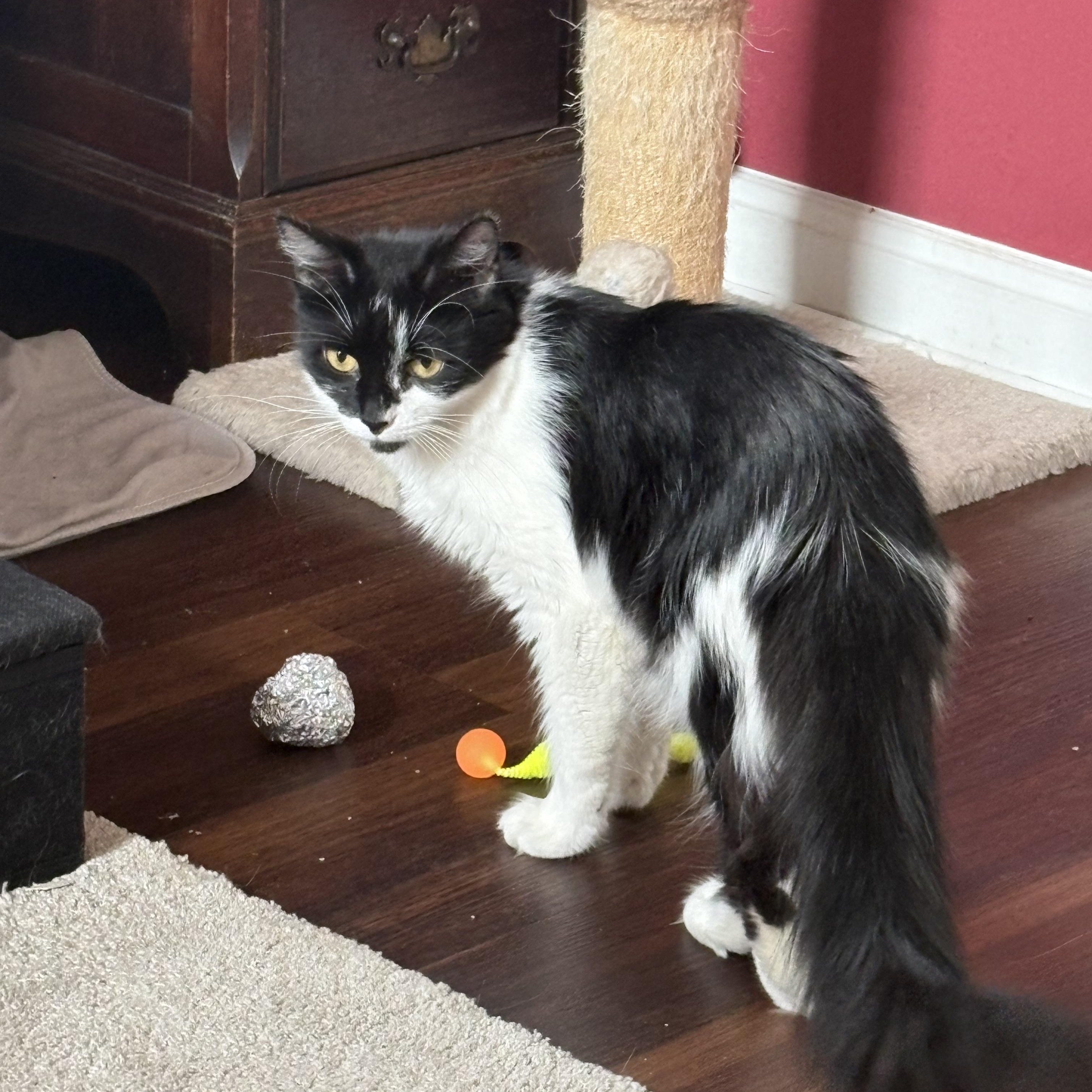 Catherine, a ADOPTABLE Domestic Medium Hair in Cleveland, OH image 5/5