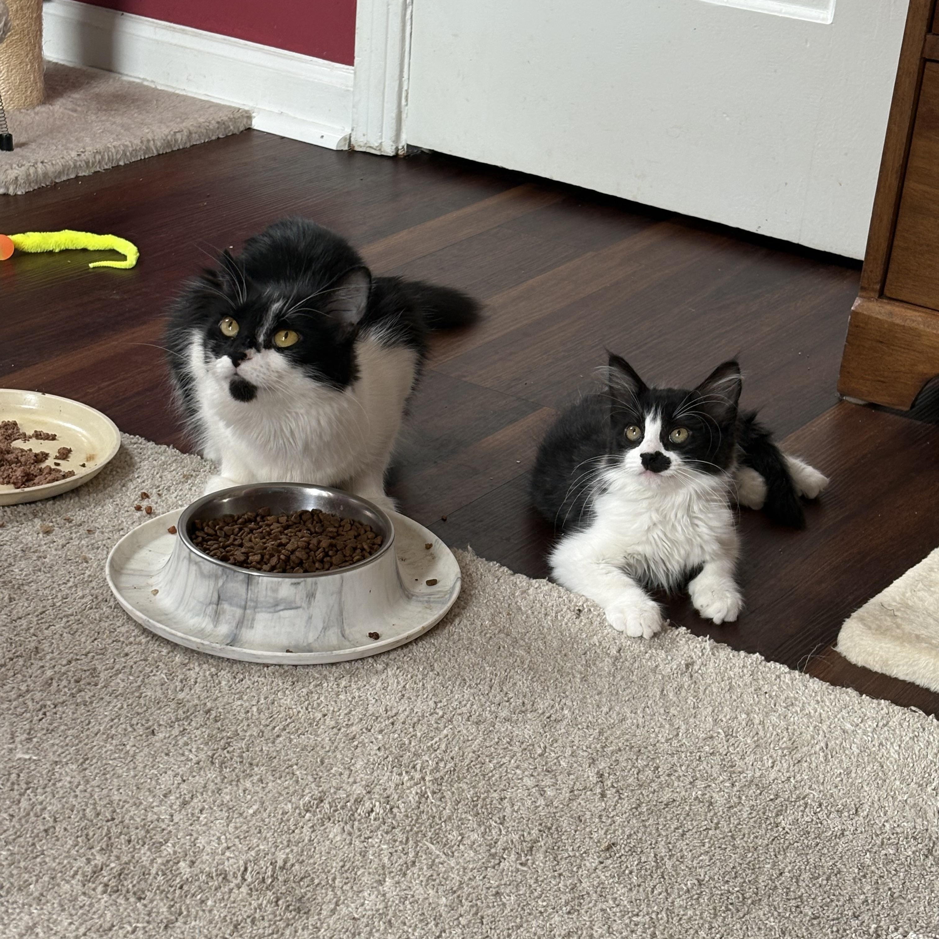 Catherine, a ADOPTABLE Domestic Medium Hair in Cleveland, OH image 2/5