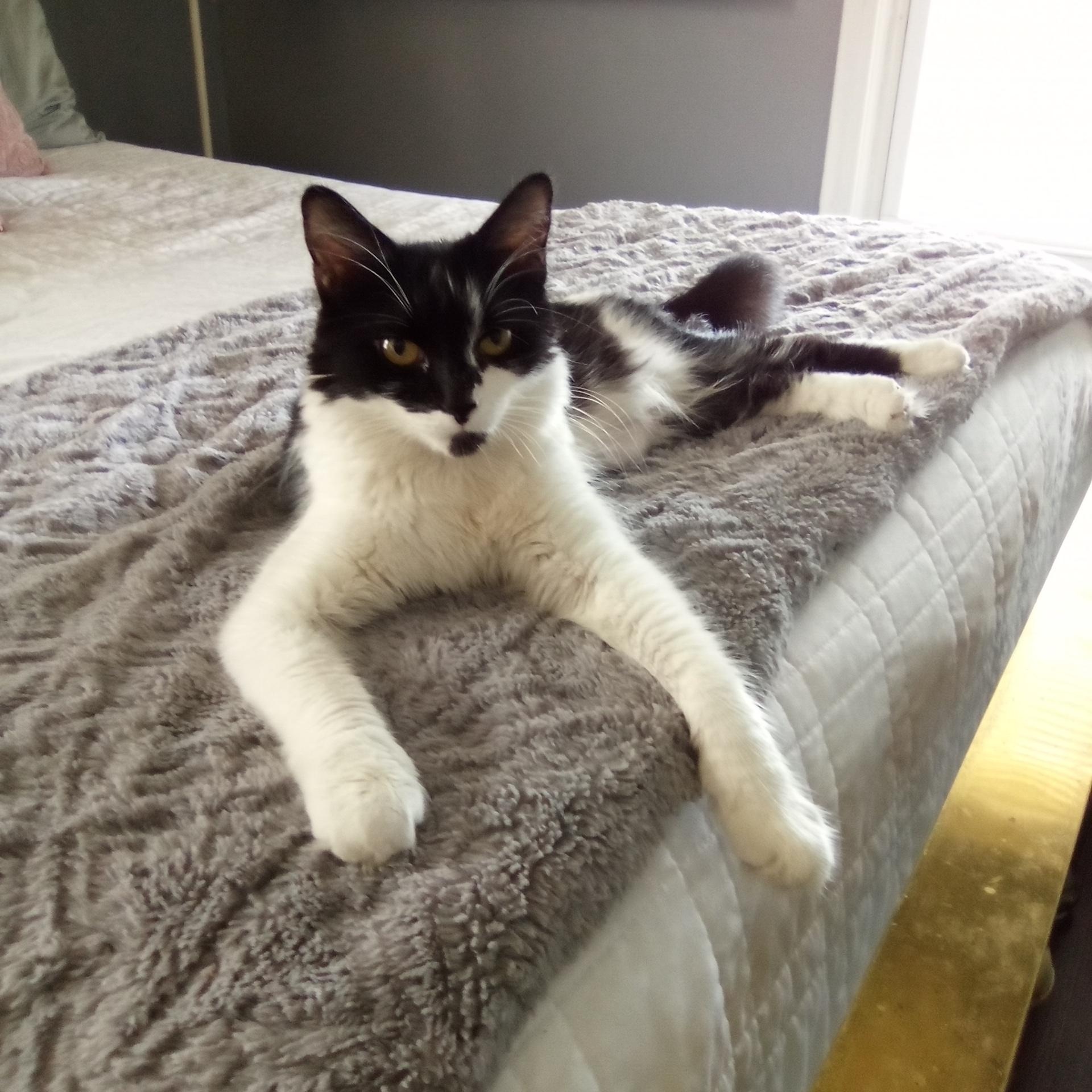 Catherine, a ADOPTABLE Domestic Medium Hair in Cleveland, OH image 4/5