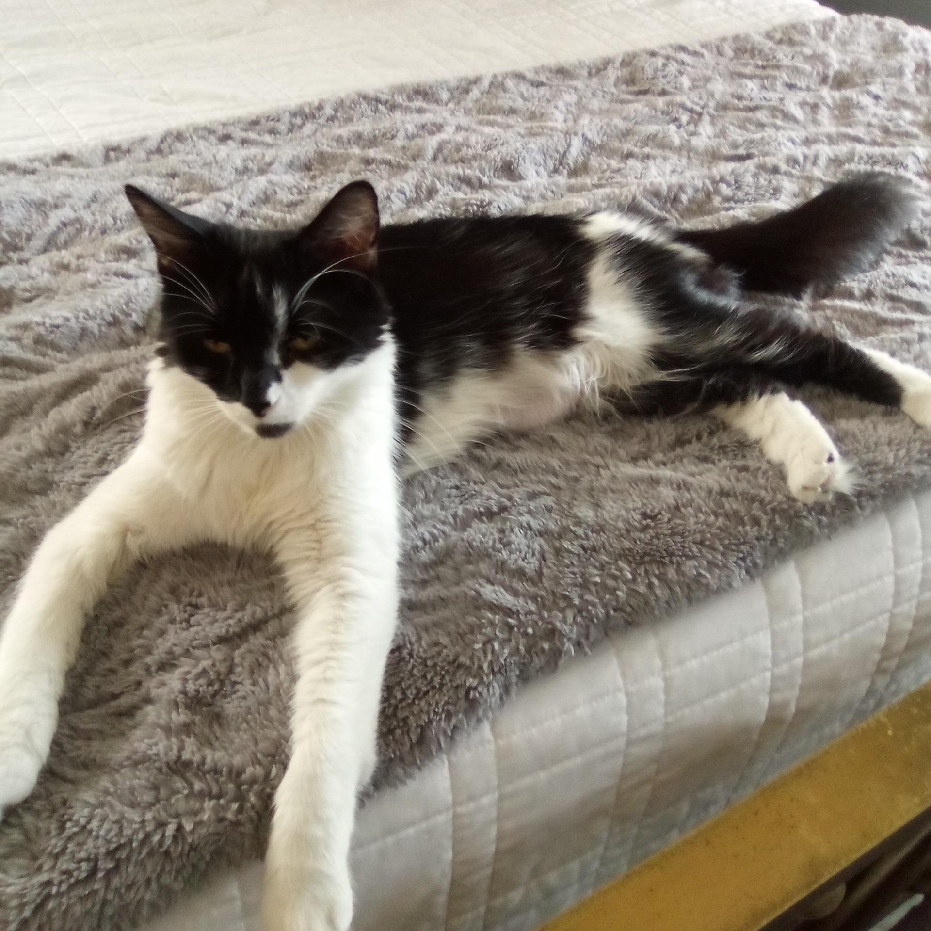 Catherine, a ADOPTABLE Domestic Medium Hair in Cleveland, OH image 3/5