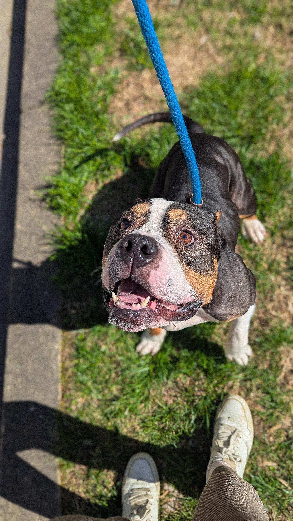 Bruce, a Adoptable mixed breed in Phoenix, MD image 2/2