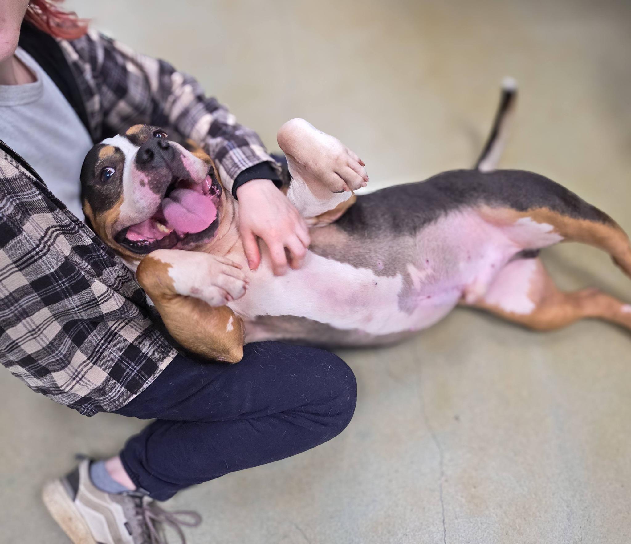 Bruce, Adoptable, Adult Male Pit Bull Terrier.
