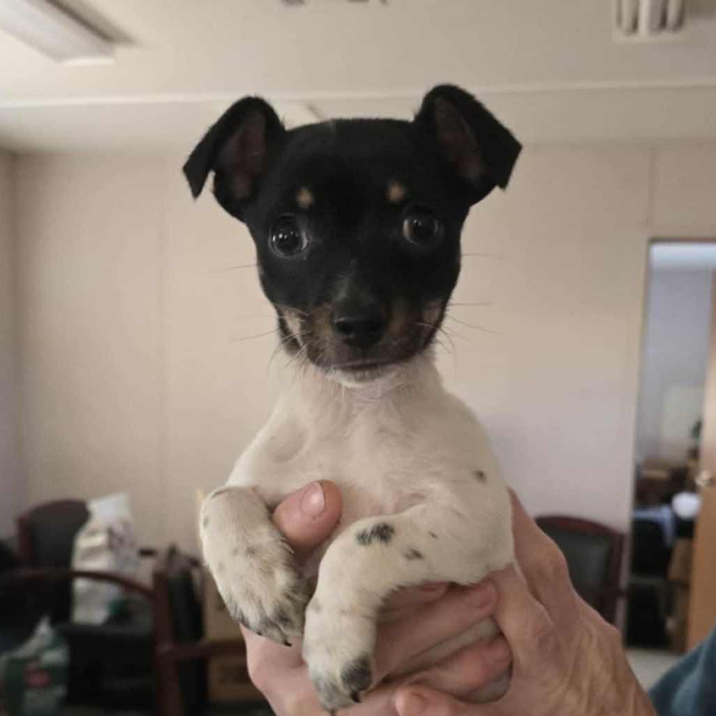 Enlarge Pipsqueak, an adopted mixed breed in Tylertown, MS image 1/1