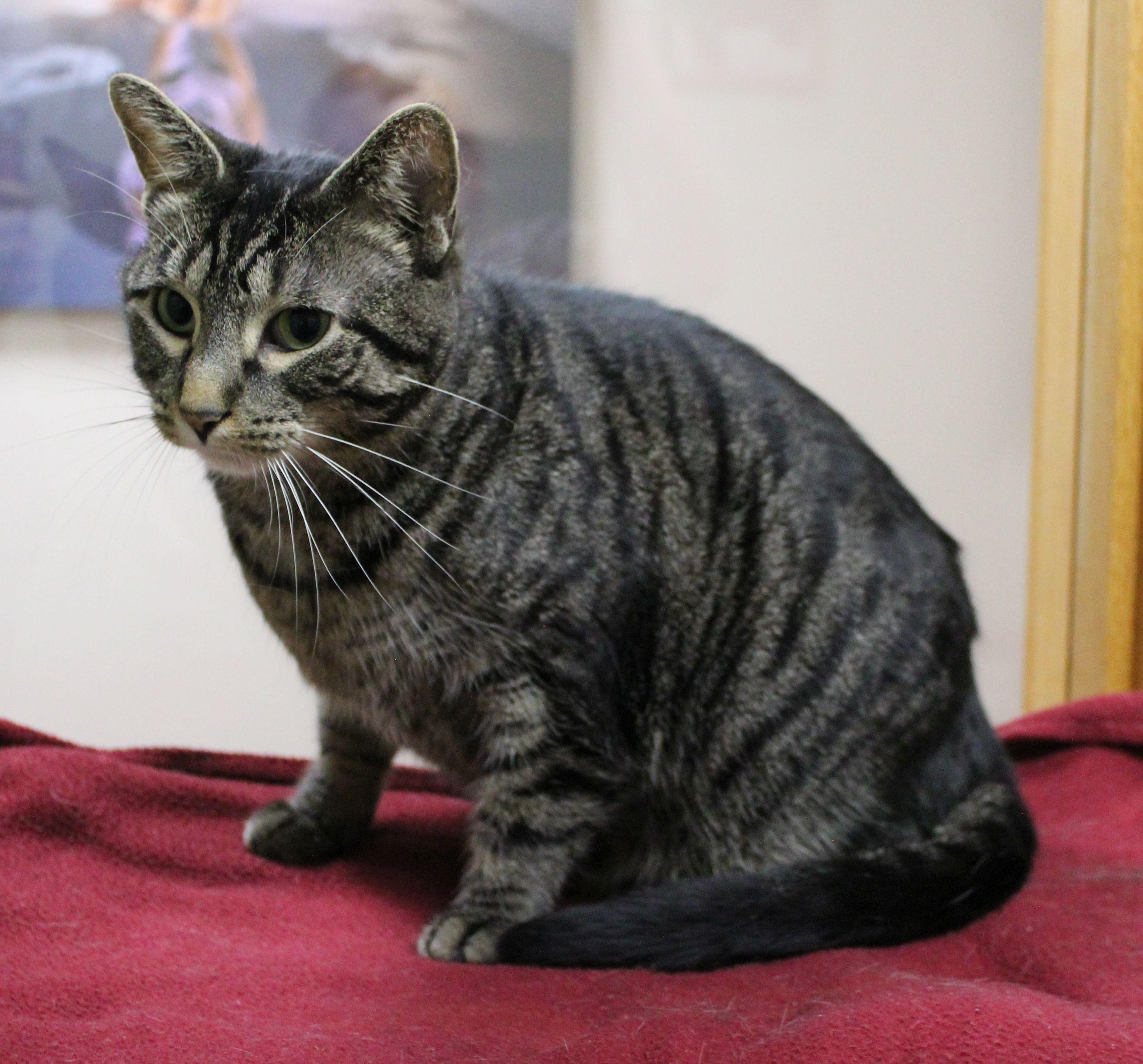 Templeton, a Adoptable mixed breed in Portage, WI image 1/3