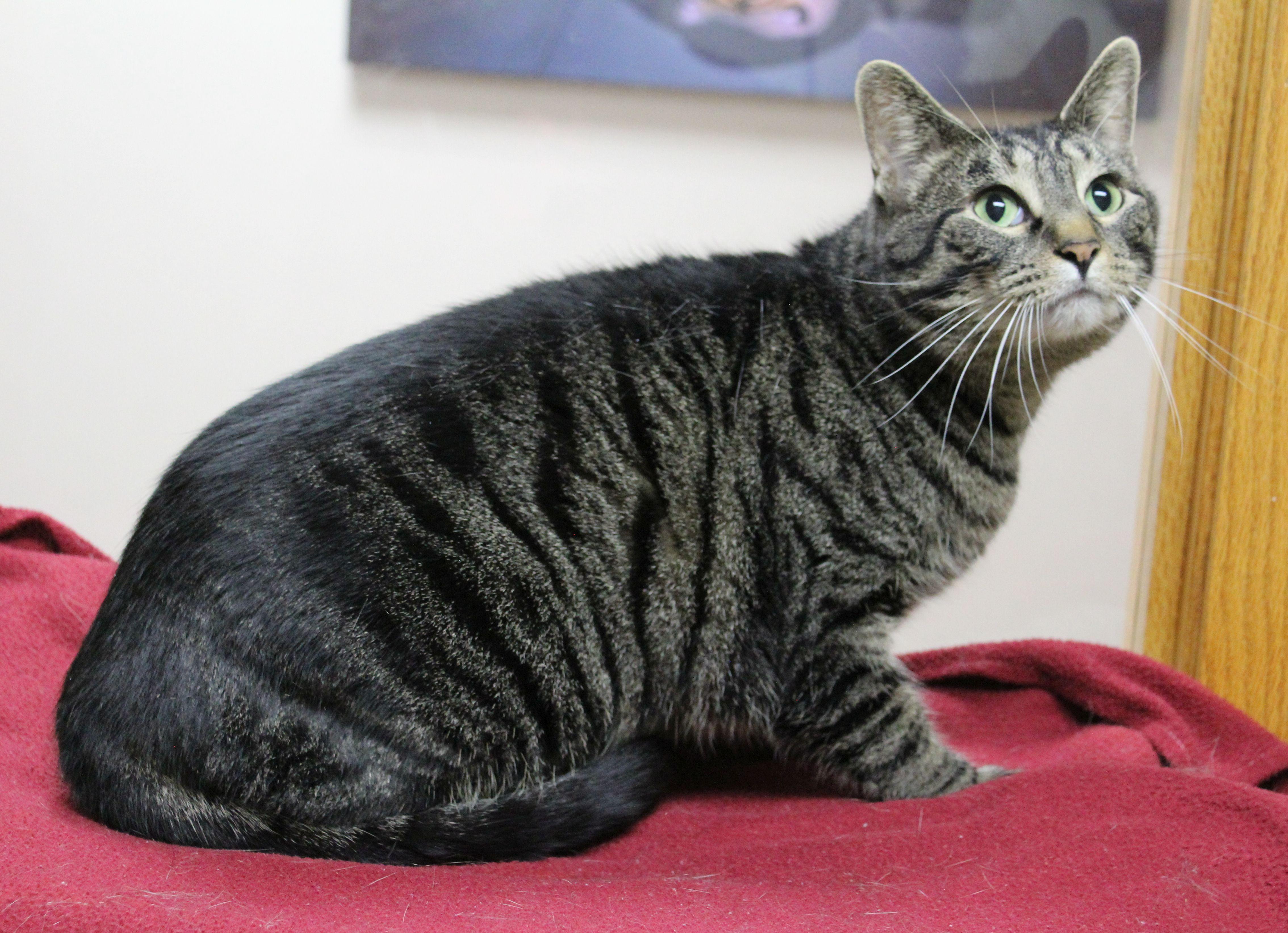 Templeton, a Adoptable mixed breed in Portage, WI image 2/3