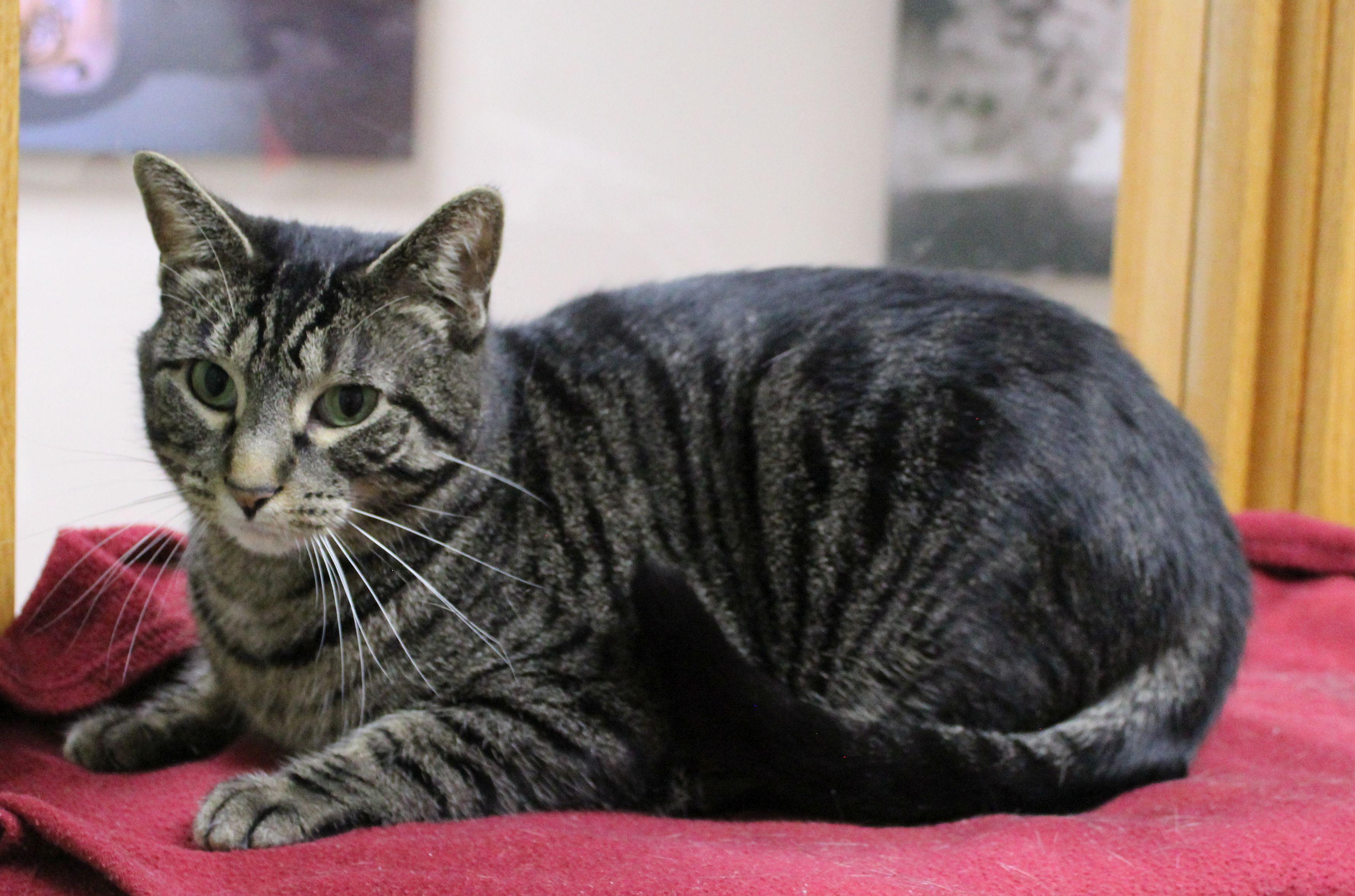 Templeton, a Adoptable mixed breed in Portage, WI image 3/3