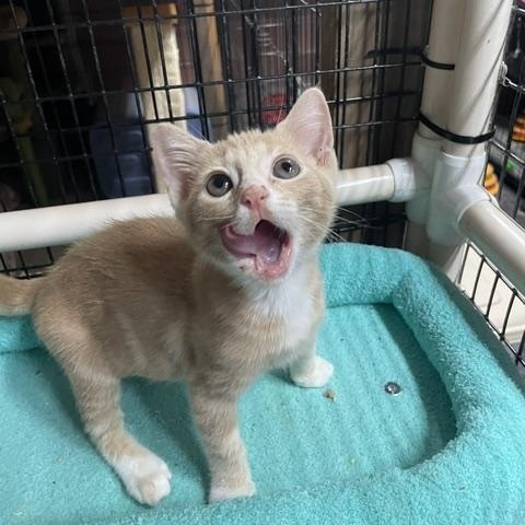 Morgan (3 months), a ADOPTABLE Domestic Short Hair in Federal way, WA image 2/3