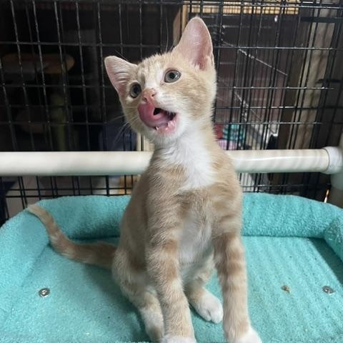 Morgan (3 months), a ADOPTABLE Domestic Short Hair in Federal way, WA image 3/3