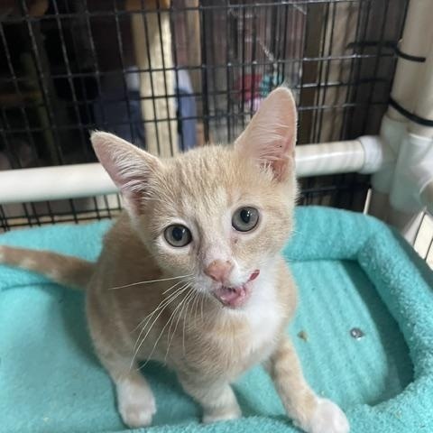 Morgan (3 months), a ADOPTABLE Domestic Short Hair in Federal way, WA image 1/3