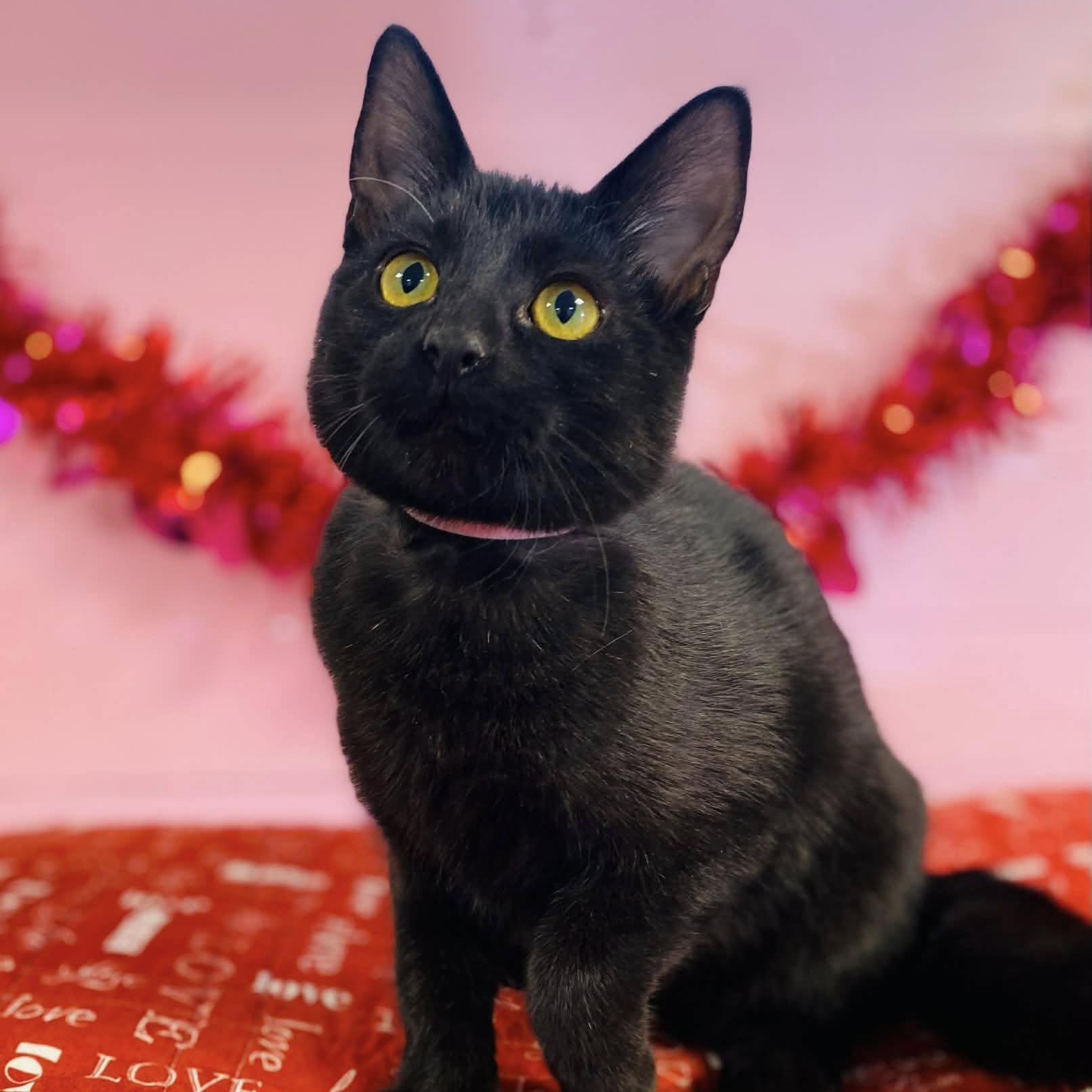 Suds, ADOPTABLE, Young Female Domestic Short Hair.