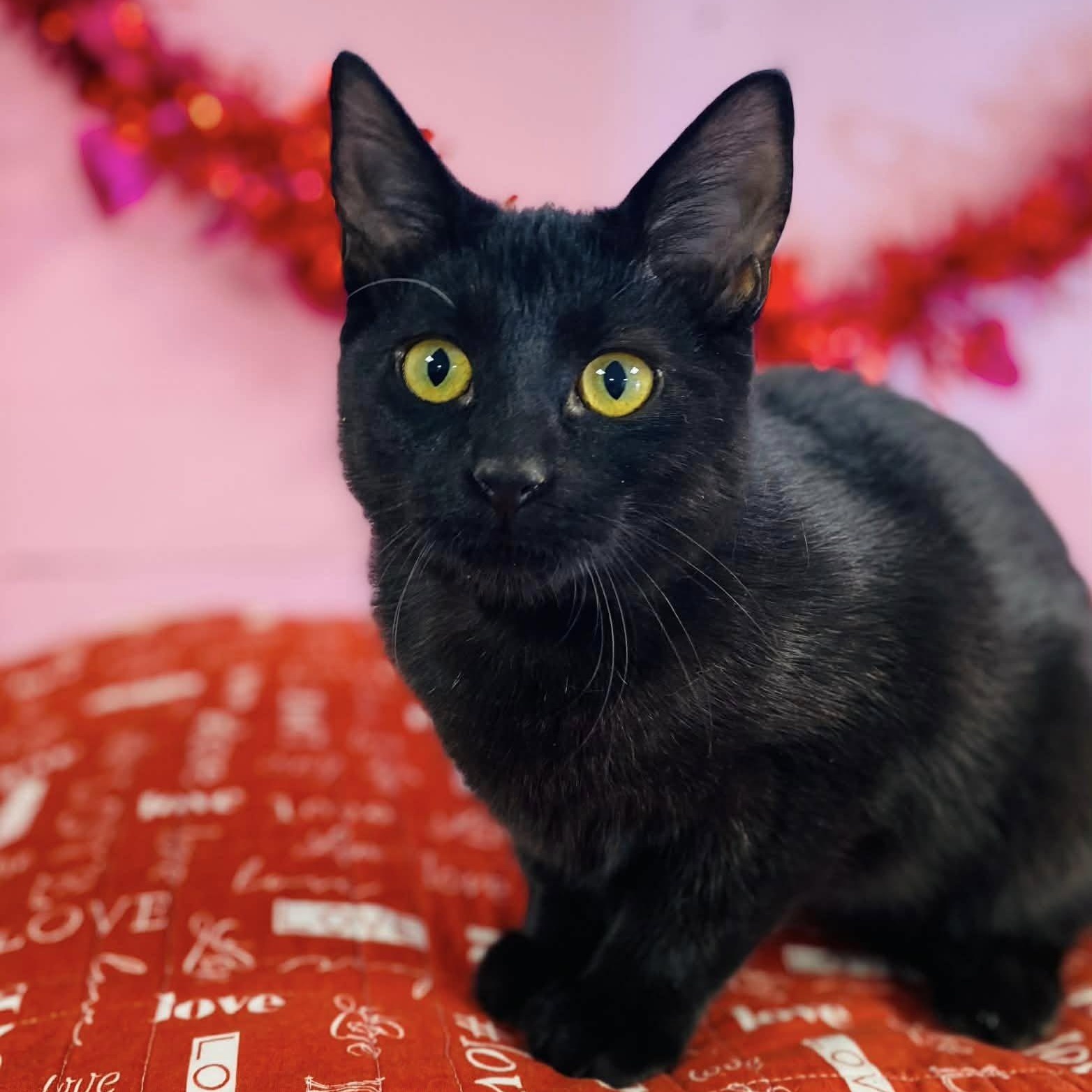 Suds, a ADOPTABLE Domestic Short Hair in Effingham, IL image 2/2