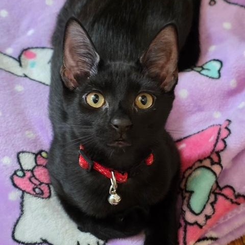 Enlarge Finn and Fiona, a Adopted Domestic Short Hair in bronx, NY image 3/6