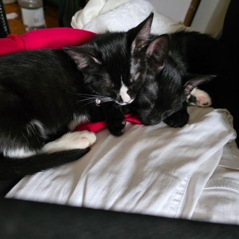 Enlarge Finn and Fiona, a Adopted Domestic Short Hair in bronx, NY image 2/6
