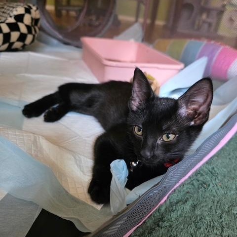 Enlarge Finn and Fiona, a Adopted Domestic Short Hair in bronx, NY image 5/6