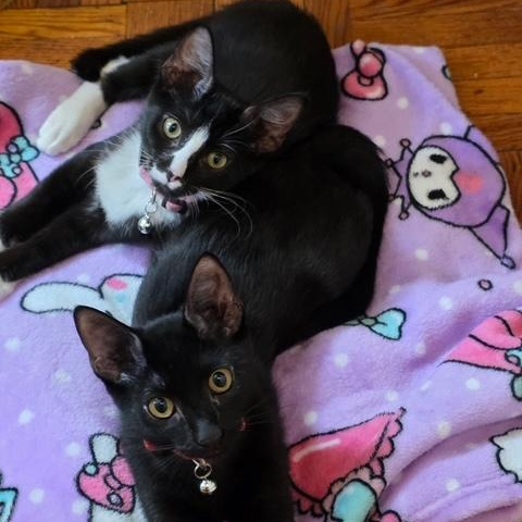 Enlarge Finn and Fiona, a Adopted Domestic Short Hair in bronx, NY image 1/6